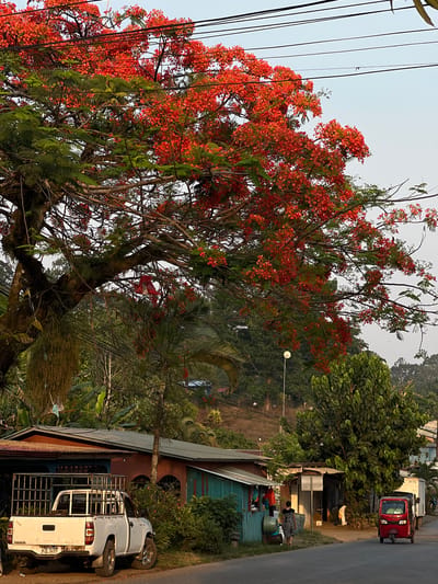 The image shows a street scene in Santa Cruz de Yojoa, Honduras. A large tree with vibrant red flowers dominates the left side of the frame, with power lines running through its branches. On the right side of the image, there is a street with buildings and vehicles. A red tuk-tuk is parked on the roadside, along with a white pickup truck parked near a house with a tin roof. There is lush green vegetation and other trees visible in the background. Several people are seen near the houses. The sky is overcast.