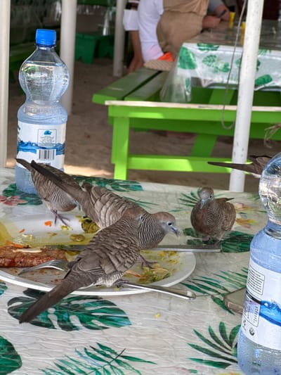 The image shows a table setting with food and birds in the city of Victoria, Seychelles. A large bottle of water is placed on the right side of the table. In the foreground, there are several birds pecking at food on a plate. One bird is in focus, showing its striped feathers and blue beak. Another bird is partially visible on the left, facing away from the camera. A third bird is in the background, also pecking at the food. The table is covered with a white tablecloth with a green leaf pattern. In the background, there are green benches and tables, suggesting an outdoor seating area, possibly at a restaurant or park. The overall scene depicts birds interacting with human food in an outdoor dining environment.