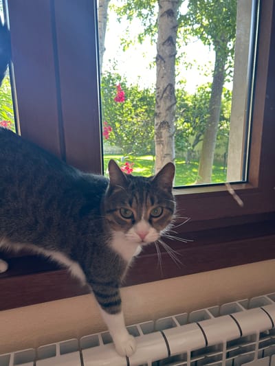A tabby and white cat is positioned on a wooden windowsill, with its body extending towards the right side of the frame. The cat's head is turned towards the camera, revealing green eyes and a pink nose. Behind the cat, a window looks out onto a green yard with trees and some pink flowers. The lower portion of the image shows a white radiator. The scene is not specifically located in the city of Polenitsa, Bulgaria.
