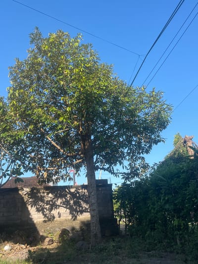 The image shows a tree with lush green leaves set against a clear blue sky. Several dark power lines crisscross the sky above the tree. To the right of the tree, a stone wall is visible, casting intricate shadows from the tree's branches and leaves onto its surface. The ground next to the wall appears to be unpaved and covered with some dried leaves and vegetation. The overall scene suggests an outdoor setting, possibly in a residential or natural area. The bright sunlight and clear sky indicate it is daytime, likely mid-morning or afternoon, with fair weather. The location context provided is Mendoyo, Indonesia, which could imply a tropical or subtropical environment given the foliage. There is no discernible text in the image, and no people or animals are visible. The focus is on the interplay of light, shadow, and natural elements.
