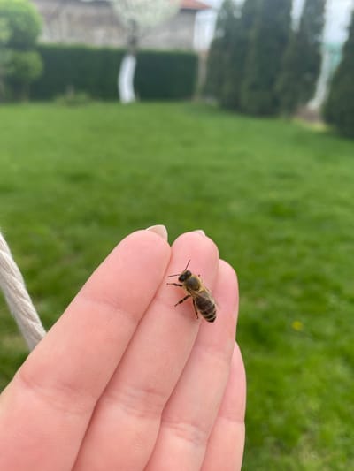 A honeybee (Apis mellifera) is resting on a light-skinned human hand, specifically on the index and middle fingers. The background consists of a blurred green expanse, possibly a lawn or field, and some indistinct foliage. In the far left, there's a faint glimpse of what appears to be a building or structure. The photo's angle suggests an outdoor setting. There's a white rope or string near the bottom of the image. The photo was taken in an unknown setting and does not appear to be related to Bratia Kunchevi, Bulgaria.