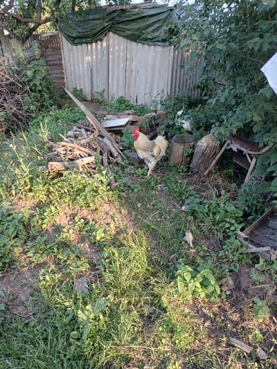 A chicken is lying on its side on the ground amidst grass, branches, and debris. The chicken is mostly white with black speckles and has a red comb. It appears to be deceased. Behind the chicken, a corrugated metal structure is visible, partially covered by a dark green tarp. The area appears to be an outdoor space, possibly a yard or farm, with overgrown vegetation and scattered pieces of wood. The sunlight suggests it is daytime, likely late afternoon given the long shadows cast by the grass. The scene is somewhat unkempt, with a pile of dried branches near the chicken and a wooden structure in the background. The overall impression is one of neglect or abandonment. There is no visible text in the image.