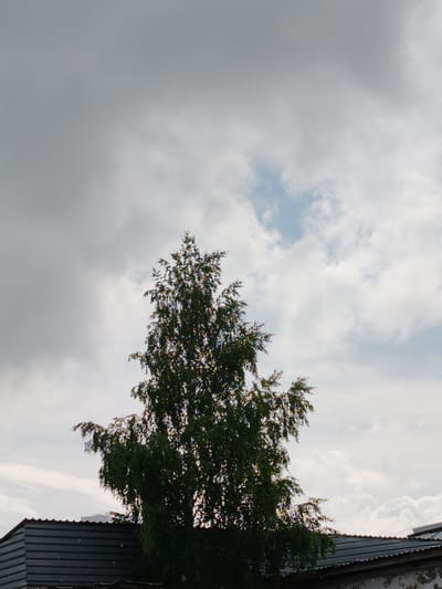 An overcast sky with a few patches of blue and scattered white clouds dominates the upper portion of the image. In the mid-ground, a tall, leafy green tree stands prominently, its branches reaching upwards. The lower portion of the image reveals the corrugated metal roofs of several buildings, with a wall of one building showing peeling paint. The overall scene suggests an outdoor environment, possibly a residential or industrial area, under a cloudy sky. The image is undated and unlocated, but appears to be a contemporary photograph.
