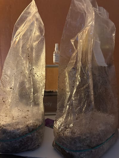 Two clear plastic bags are visible, each containing dark-colored substrate material. The bags are closed and appear to be sealed with elastic bands. The substrate appears to have condensation present on the inside of the bags. They are inside a cardboard box. A bottle is also visible. The environment is likely indoors, as the background appears to be a wooden surface and the side of a box. There is no indication of the location being in Orsay, France. There are no people visible in the image.