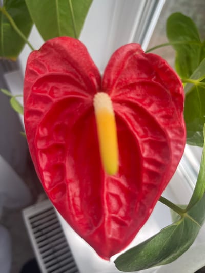 The image shows a close-up view of a vibrant red anthurium flower with a yellow spadix. The flower is heart-shaped and its waxy surface has a distinctive ribbed texture. Green leaves of the plant are visible in the background, as well as a white window frame and a white radiator vent. The scene appears to be indoors, with natural light illuminating the flower. There are no people present in the image. The location is specified as Кенжекөл, Kazakhstan.