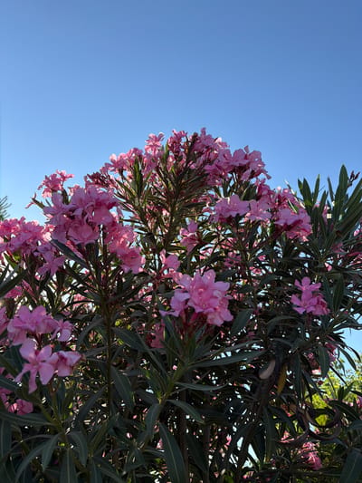 The image shows a close-up view of a pink oleander bush in full bloom, set against a clear blue sky. The flowers are clustered together, with delicate petals and dark green, lance-shaped leaves forming a dense foliage. The lighting suggests it is daytime, likely morning or late afternoon, given the warm glow on some of the blossoms. The background is dominated by the expansive blue sky, with a hint of green foliage from other plants visible at the edges. There are no people or animals in the frame, and no man-made objects are clearly visible. The scene is natural and peaceful, capturing the vibrant beauty of the flowering bush. This scene could be located in Νέα Καλλικράτεια, Greece, where oleander bushes are common ornamental plants in gardens and along streets.