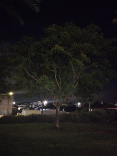 This media file depicts a nighttime scene in Or Akiva, Israel, featuring a large tree in the foreground. The tree is leafy and has branches that spread out, with some visible smaller yellow flowers or seed pods on its branches. The sky is dark, indicating it's nighttime. In the background, there are buildings and streetlights, suggesting an urban or suburban setting. The lighting from the streetlights illuminates parts of the scene, casting a dim glow on the buildings and vegetation. The ground in the foreground is covered with grass, which is also dark due to the low light conditions. The overall mood is calm and quiet, typical of a night scene. There are no people visible in the image. The time of day is clearly night. The weather appears clear as there are no visible signs of rain or heavy cloud cover. The location context of Or Akiva, Israel, provides a geographical anchor for the scene. There is no visible text in the image.