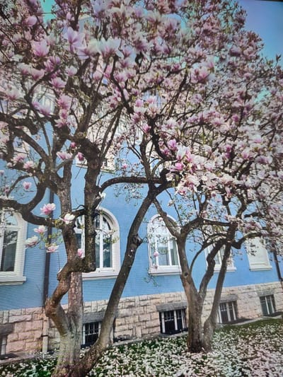 The image shows a vibrant magnolia tree in full bloom, with numerous pink and white flowers adorning its branches. The tree is situated in front of a building with a striking blue facade and a lower section constructed of light-colored stone blocks. Several windows are visible on the building, some with arched tops. The ground beneath the tree is covered with fallen magnolia petals, creating a soft, scattered carpet of white and pink. The scene suggests a spring day in a well-maintained urban setting. This image is located in Zrenjanin, Serbia.