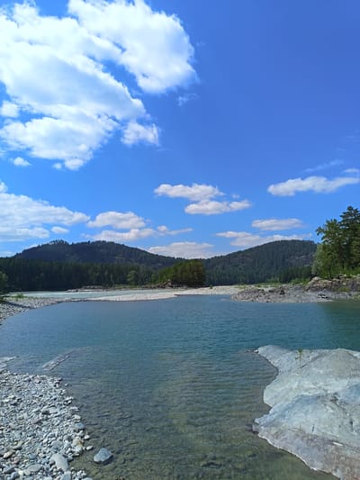 A wide, clear river flows through a rocky, tree-lined valley under a bright blue sky dotted with fluffy white clouds. The river's edge is a mix of smooth, grey stones and larger, rougher rocks. In the foreground, a large, flat grey rock juts into the water, with a single green sprout growing from its surface. The opposite bank is lined with dense green trees that climb up the sides of rolling, forested hills. The water is a deep turquoise, with visible ripples and a section of shallower, clear water near the foreground stones. The scene is tranquil and natural, with no people or man-made structures visible.
