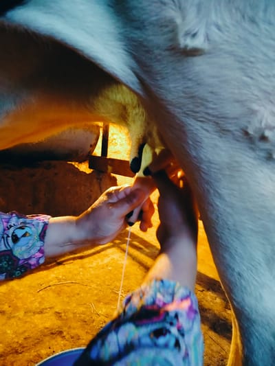 In the city of Көлкент, Kazakhstan, a close-up shot captures a person's hands milking a cow. The person, wearing a colorful patterned shirt, is seated to the left of the frame, with their arms extended towards the cow's udder. Their hands are engaged in the act of milking, with a stream of milk visibly falling. The cow, partially visible and with light-colored fur, stands to the right. The environment appears to be rustic, with a dirt floor illuminated by warm, artificial lighting. The background suggests an indoor setting, possibly a barn or stable, with some wooden structures and a textured wall. The overall scene depicts a traditional agricultural activity.