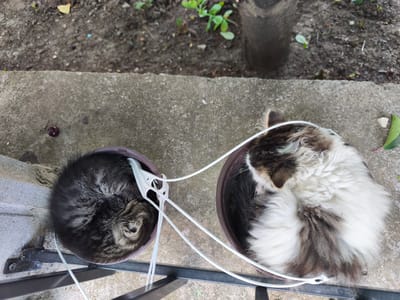 Two cats are sleeping in separate planters. One planter contains a tabby cat curled into a tight ball, its head tucked beneath its body. The other planter holds a long-haired cat with patches of white, black, and brown fur. A white plastic object, possibly part of a hanger, is in the planter with the tabby cat. The planters are placed on a concrete ledge next to a metal railing. In the background, there is dirt with scattered leaves and some green plants. The scene is outdoors, likely in a yard or garden. The location is identified as Devnya, Bulgaria.