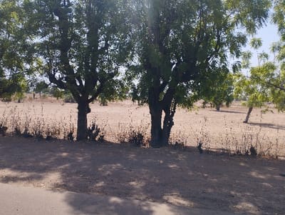 The image shows a scene of three large trees, two in the foreground and one in the middle ground, in Tongo, Nigeria. The trees are deciduous and have green leaves. The trees cast long shadows on the dry, brown, sparsely vegetated ground. The foreground is a dirt path. In the middle ground is a clearing with the trees and a small, paved road. The clearing is a field of dry grass, and small shrubs, with a brown, dusty ground. There is a small, paved road in the foreground. The sky is blue and clear. The scene is located in a rural area of Tongo, Nigeria at 10.7 degrees latitude and 11.365 degrees longitude. There are no people or animals visible in the image.