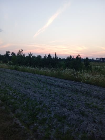 The image depicts a rural landscape at dusk in Peresvyatovsky Selsoviet, Belarus. The foreground is a field that has been plowed, with dark, rich soil showing uneven textures and patches of green grass starting to emerge. Beyond the plowed field, a line of trees and dense vegetation forms a natural barrier. Among the trees, there are tall pine trees and other deciduous trees. In front of the main treeline, a band of white wildflowers adds a touch of brightness to the scene.
The sky above is a soft gradient of colors, transitioning from a pale blue at the top to pink and orange hues near the horizon, indicating the setting sun. A single, thin cloud stretches across the upper portion of the sky, illuminated by the fading sunlight. The overall atmosphere is serene and peaceful, characteristic of a quiet evening in the countryside. The light suggests it is either dawn or dusk, with the colors of the sky strongly pointing to sunset. There is no visible text in the image.