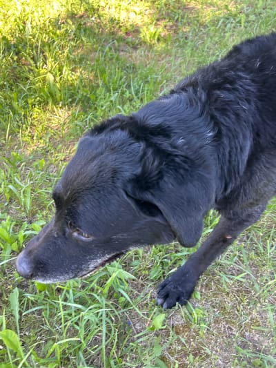 A black dog is standing on a grassy area in Слава Снт, Russia. The dog is facing to the left of the frame, with its head lowered. Its fur is dark and appears slightly matted in places. The dog's eyes are visible and appear brown. Its nose is black and wet. The dog's paws are also visible, with its front left paw extended slightly forward. The grass is green and appears to be in a natural, unmanicured state. Sunlight is casting shadows on the grass, suggesting it is daytime. There is no indication of any human presence or other animals in the frame. The overall scene is that of a dog in a natural outdoor environment.