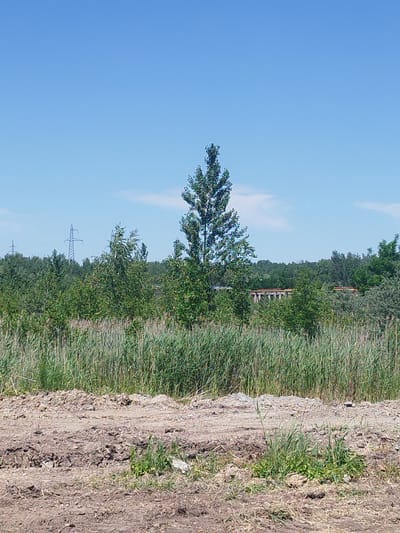 The image depicts an outdoor scene on a clear, sunny day, likely in the afternoon given the bright light and shadows. The setting is a rural or semi-rural area in Rozdil, Ukraine, characterized by natural elements and distant infrastructure.

In the foreground, a patch of dry, disturbed earth with scattered dry grass and some small green shoots suggests recent landscaping or natural erosion. This area transitions into a dense field of tall, green reeds or similar wetland vegetation that occupies the middle ground.

Behind the reeds, a lush, green treeline stretches across the horizon. Among the trees, several prominent features are visible. To the left, a tall, lattice-style electricity pylon stands against the bright blue sky, with at least one other similar pylon further in the distance. In the center of the image, a distinctively tall, slender tree with a dense, conical canopy rises above the surrounding foliage. To the right of this tree, a long, low structure with arched supports is partially visible, suggesting a bridge or viaduct, also surrounded by trees. The overall impression is one of a serene, natural landscape with subtle signs of human development in the distance.

No people or animals are visible in the frame. The weather appears to be fair and warm, with a clear blue sky and a few wispy white clouds. No text is present in the image.