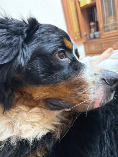 The image is a close-up, low-angle shot of a Bernese Mountain Dog lying down. The dog's head is prominently featured, with its gaze directed upwards and slightly to the left. The dog has distinctive black, white, and tan markings on its fur. Its eye is visible, and its muzzle and whiskers are also clear. The dog appears relaxed.
The background is blurred but suggests an indoor setting. To the left of the dog, a wooden cabinet with glass doors is visible, containing various items. Further to the left, a portion of a person's bare foot and leg can be seen, resting on a white surface, possibly a bed or sofa. The overall lighting suggests daytime. The scene is domestic and likely a home environment in Nakhabino, Russia. There is no visible text in the image.