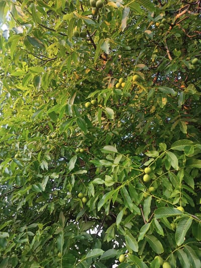 This is a close-up, eye-level shot of a walnut tree laden with green walnuts, taken in Zhlobin, Belarus. The image focuses on the dense canopy of leaves and branches, with the unripe nuts scattered throughout. The lighting suggests it is late afternoon or early morning, with soft sunlight filtering through the foliage, creating some dappled shadows. There are no people or animals visible in the frame. The background is a blur of more leaves and branches, typical of a thickly foliated tree.