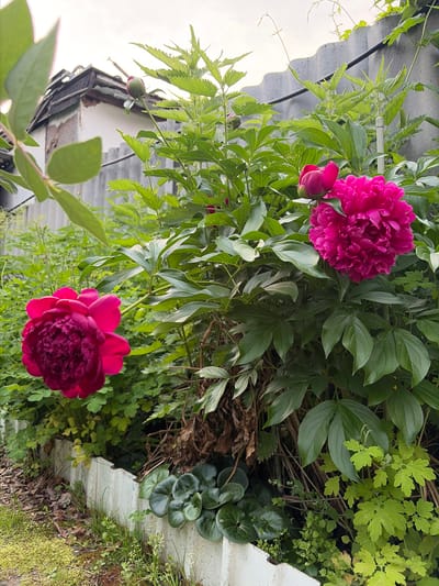 The image displays a close-up, vertically oriented view of several pink peonies in bloom, surrounded by lush green foliage and some other low-lying plants. Two prominent peonies are in focus, one a vibrant fuchsia pink and the other a darker, rich magenta. Both flowers are fully bloomed with dense, ruffled petals. There are also a couple of peony buds, one showing a deep pink hue. The background consists of various shades of green leaves, some appearing to be from the peony plants and others from surrounding greenery. Scattered amongst the foliage are dry, brown leaves and stems, suggesting a natural garden setting. In the upper left portion of the image, a corrugated metal roof or structure is visible, with a light-colored, possibly overcast sky above it. The overall impression is that of a flourishing garden during the daytime, likely in the late spring or early summer when peonies are in season. There are no people or explicit text visible in the image. The setting appears to be outdoors, possibly a backyard or garden area in Solnechnyi, Russia, given the location context. The lighting suggests it is daytime, with diffused light, perhaps indicating an overcast or cloudy sky.