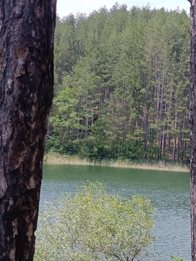 The image captures a tranquil scene at a lake in Nevestino, Bulgaria. In the foreground, the rough, dark bark of two pine trees frames the view, suggesting a forest setting. The trees are tall and slender, densely packed, and create a natural boundary for the composition.
The middle ground is dominated by a calm, greenish lake, its surface rippled by a gentle breeze. Along the far edge of the lake, a thin strip of dry reeds or tall grass marks the transition from water to land.
Beyond the reeds, a vast forest of pine trees stretches across the horizon. The trees are uniformly tall and thin, with dense green foliage, creating a textured, uniform wall of green. The sky above is a pale, overcast gray, hinting at a cloudy day. In the lower right quadrant of the image, a cluster of leafy green bushes or small trees emerges from the water's edge, adding a touch of lighter green to the scene. There are no people or animals visible in the frame.