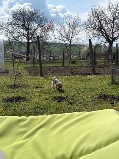 A dog is standing in a grassy field dotted with yellow flowers. The field is enclosed by a fence and some trees with bare branches. A green garment is visible in the foreground on the right. The sky is partly cloudy. The location is Lipnik, Bulgaria.