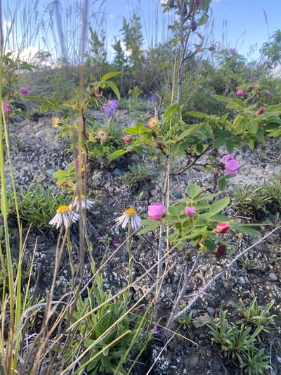 This image depicts a close-up view of a hillside in Haines Junction, Canada, characterized by rocky terrain and sparse vegetation. The foreground is dominated by various plants, including tall, dry grasses that create a sense of movement and texture. Among these, several delicate white flowers with yellow centers are visible, their petals slightly wilted.
Further into the scene, a wild rose bush is prominent, displaying lush green leaves and several pink blossoms in various stages of bloom, from tightly furled buds to fully open flowers. Some of the rose hips are also visible, suggesting the progression of the plant's life cycle. Smaller clusters of green plants with narrow leaves grow in patches on the rocky ground.
In the background, more of the hillside is visible, with a mix of grasses, shrubs, and occasional purple wildflowers scattered throughout. The sky above is a pale blue with hints of white clouds, and the lighting suggests it is either early morning or late afternoon, casting a soft glow on the landscape. The overall impression is one of a natural, untamed environment, typical of the Yukon Territory. There are no people or animals present in the image.