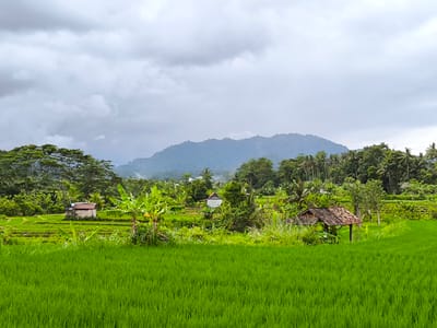 The image depicts a verdant landscape likely in Sidemen, Indonesia, characterized by expansive rice paddies in the foreground. Several small, simple structures, possibly huts or shelters, are scattered among the tiered rice terraces and lush vegetation, including banana trees. Dense foliage and trees cover the midground, leading to a mountain range in the distance. The sky is overcast with grey clouds, suggesting a rainy or cloudy day. No people or animals are visible in the scene. The overall atmosphere suggests a rural, agricultural environment.