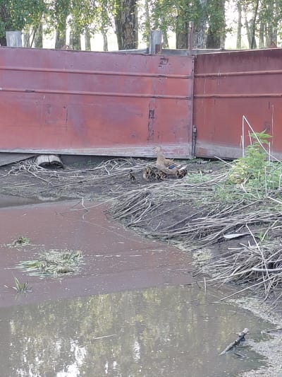 A mother duck and her ducklings are on the bank of a body of water, near a large, rusty, red industrial gate. The ducks are clustered together on dry, reedy ground next to a muddy, reflective surface of water. The background shows a line of trees with lush green foliage, and the sky is bright, suggesting daytime. The industrial gate appears to be a part of a larger structure, possibly a dam or floodgate, situated in an outdoor, possibly rural or semi-industrial area. There are no people visible in the image.