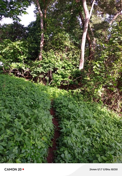 The image depicts a lush green, densely vegetated pathway winding through a forest or wooded area. The pathway is narrow and appears to be made of reddish-brown earth. It is bordered on either side by an abundance of leafy plants, many of which are illuminated by dappled sunlight filtering through the tree canopy. Tall trees with textured bark rise in the background, their leaves forming a thick green ceiling. The lighting suggests it is daytime, with the sun casting shadows and highlighting certain areas of the foliage. The overall scene conveys a natural, somewhat wild, and overgrown environment. The text overlay at the bottom of the image indicates "CAMON 20" and "24mm f/1.7 1/104s ISO51", which are likely camera settings and model information, not part of the natural scene. There are no people or animals visible in the image. The environment appears to be a natural outdoor setting, possibly a trail in a rural area or a less-maintained part of a park, consistent with the description of Sabon Sarki, Nigeria.