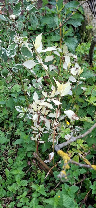 The image depicts a close-up view of a variegated shrub with creamy white and green leaves, possibly a variety of dogwood, growing in an outdoor environment. The shrub's branches are slender and somewhat sparse, with some leaves showing browning or wilting along the edges. Small white flowers, clustered together, are visible on some of the branches. The shrub is surrounded by lush green undergrowth, including leafy plants and some possibly thorny or nettle-like foliage. A small, bright yellow flower is visible amidst the greenery. The background is blurred, suggesting a natural or garden setting. There are no people or animals present in the image. The overall scene appears to be a moderately overgrown natural or semi-cultivated area. The specific location within Kata, Estonia, cannot be determined from the visual information provided.