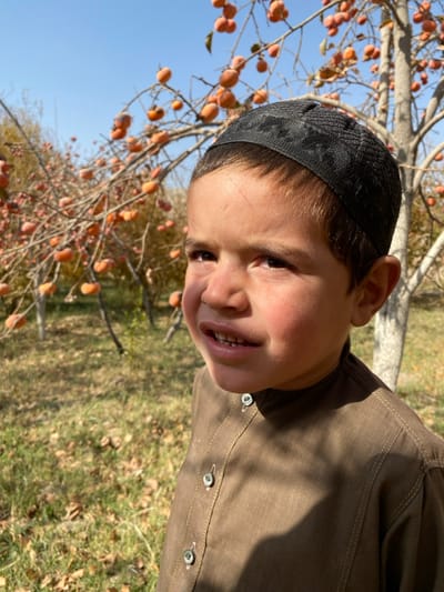 A portrait-style image, rotated 90 degrees counter-clockwise, features a young boy outdoors in a sunlit orchard. The boy, likely of Middle Eastern or South Asian ethnicity, looks directly at the viewer with a playful smile or smirk, revealing his teeth. He wears a dark, possibly black, intricately patterned knitted skullcap and a plain, long-sleeved brown collared shirt with several visible buttons down the front placket.

The background is filled with branches of trees laden with numerous ripe, orange persimmon fruits, set against a clear, bright blue sky. The ground below the trees is covered with green grass and scattered dry, brown leaves, suggesting an autumn season. The lighting indicates bright daylight, possibly late morning or early afternoon, with shadows softly defining features. The scene is consistent with an agricultural setting in a temperate climate. The boy's expression conveys a sense of happiness or joviality. No visible text is present in the image. The setting, given the context of Bazar-e Panjva'i, Afghanistan, aligns with the region's agricultural landscapes.
