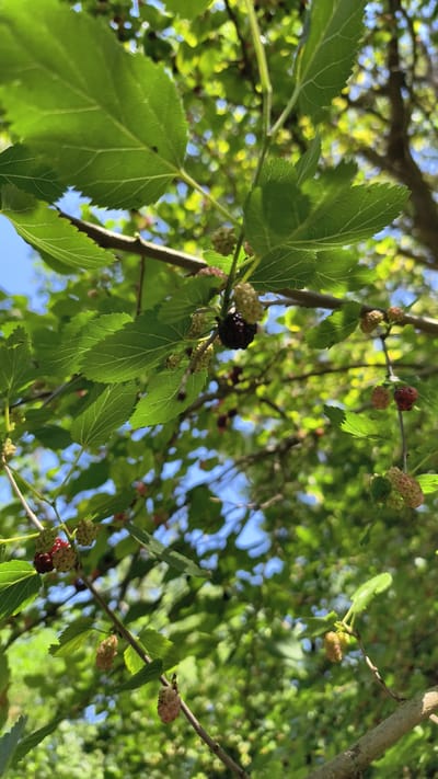 A close-up, low-angle shot shows unripe and ripe mulberries hanging from a tree branch. The mulberries are on thin stems, surrounded by green leaves and other branches, with a bright blue sky visible through the foliage. The mulberries are a mix of light green, pink, red, and dark purple. The lighting suggests it is daytime. The scene is located in Krymsk, Russia.