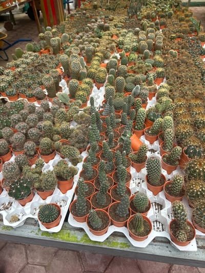 A high-angle shot captures a dense collection of cacti displayed on a table. The cacti, in various shapes and sizes, are potted in small orange containers and arranged in white plastic trays. The table is positioned outdoors, with a hint of a building with red and yellow striped columns in the background. The ground beneath the table appears to be paved with hexagonal tiles. The overall scene suggests a plant nursery or market stall in Tanah Rata, Malaysia, specializing in cacti.