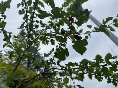 A low-angle shot captures a mulberry tree branch laden with dark berries against a cloudy sky. The leaves of the tree are a vibrant green, with serrated edges, and are scattered throughout the frame, obscuring some of the berries and branches. Several mulberries are visible, some appearing dark purple or black and ripe, while others are a lighter reddish-purple, suggesting they are still developing. The berries are clustered on thin stems, dangling beneath the leaves.
In the background, out of focus, are hints of other vegetation, including what appears to be a conifer tree on the left. A tall, light-colored structure, possibly a pole or a building element, is visible on the far right of the image, extending upwards diagonally. The sky is overcast, indicating a cloudy day. The overall impression is one of a natural scene, with the focus on the fruit-bearing branches of the mulberry tree. The image was taken in Des Moines, United States of America, and no text is visible.