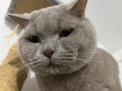A close-up portrait of a gray British Shorthair cat is presented. The cat's face fills most of the frame. Its eyes are amber-colored, and its nose is pink. The cat's whiskers are white. Parts of a beige cat tree or scratching post are visible in the blurred background, partially on the left side. The background also includes a blurry white wall. The image's location is not discernible from the visual data provided and does not show features connected with Kulata, Bulgaria.