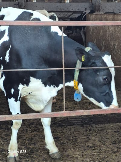 A black and white Holstein cow is standing in a barn stall. The cow is facing to the right, with its head lowered. A red metal gate is in the foreground, partially obscuring the cow. The stall floor is covered in dirt and manure. In the background, other cows can be seen in their stalls. The image has a "Galaxy S25" watermark in the bottom left corner. This appears to be a photograph of livestock at a farm in Pątnów, Poland.