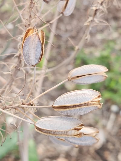 Four dried seed pods hang from thin, brittle stems against a softly blurred background of brown and green. The seed pods are elongated and ovoid, with a light gray interior marked by a network of fine, raised veins. The outer edges of the pods are a warm brown color, and they are split open along one side, revealing the inner texture. One pod is positioned at the top left, and below it and to the right are three more pods in a cluster, with the lowest one partially obscuring the one above it. The overall impression is of a plant in late stage of its life cycle, possibly in a natural or wild setting. The image was taken in Altamonte Springs, United States of America.