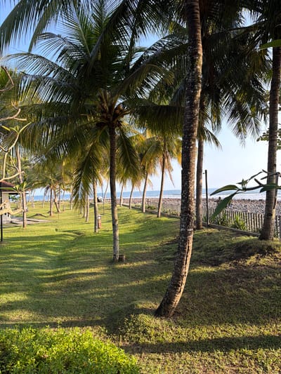 The image depicts a sunny day at a beach resort in Pekutatan, Indonesia, characterized by a lush green lawn lined with numerous palm trees. The foreground features a close-up of a prominent palm tree trunk, while the middle ground showcases a well-maintained lawn dotted with several other palm trees and outdoor lamps. In the background, a beach with grey pebbles is visible, bordered by a wooden fence and the calm blue ocean under a clear sky. The scene conveys a serene tropical atmosphere, ideal for relaxation.