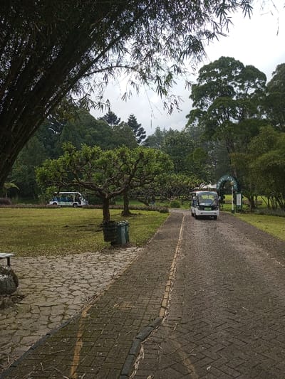 A paved road leads into a park-like setting. Green grass, trees, and shrubs line the road. A small, white vehicle drives on the road while another is parked on the grass. A black bamboo structure is visible on the left. The sky is overcast, and the scene appears to be in a slightly misty or rainy environment. Two green trash cans stand near a tree by the road.