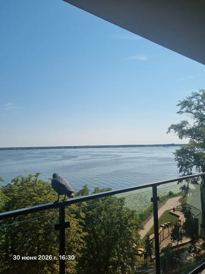 This is a vertical, wide-angle photograph taken from a balcony overlooking a body of water, likely a lake or wide river, with a clear blue sky. The perspective is rotated 90 degrees counter-clockwise, making the horizon appear vertical. On the left side of the frame, a dark, angled surface, possibly a building or balcony structure, occupies about a third of the image. The remaining two-thirds show the expanse of water.
In the foreground, on the right side of the frame, a pigeon is perched on a horizontal metal railing. The pigeon is facing left and is predominantly gray. Behind the pigeon and railing, lush green trees with dense foliage fill the bottom right portion of the image. The water exhibits ripples, suggesting a gentle breeze.
Further into the distance, the far bank of the water is visible, lined with trees and some structures. The water is dotted with small patches of green, likely water lilies or similar aquatic vegetation. On the far bank, a pathway and some park-like features, including benches, are visible through the trees and reflected in the water. The sky is clear and bright, indicating daytime, likely late afternoon given the angle of the sun casting shadows and the timestamp.
The visible text in the lower right corner reads "30 июня 2026 г. 16:30", which translates to "June 30, 2026, 4:30 PM" in Russian. This places the photograph at Zegrze, Poland, on the afternoon of June 30, 2026. The overall mood is peaceful and serene, capturing a tranquil natural scene with a touch of urban or residential context from the balcony. There are no people visible in the image.