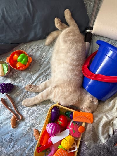A cream-colored cat is lying on its back on a blue and white floral patterned sheet, with its paws in the air. The cat appears to be sleeping. Scattered around the cat are various colorful toy food items, including plastic fruits and vegetables such as grapes, corn, peppers, an eggplant, an onion, tomatoes, a pineapple, and salmon. There is also a blue plastic bucket with a red handle, a pair of brown tongs with small mouse figures attached, and a yellow plastic container holding some of the toy food. The scene is likely indoors, on a bed or sofa. There is no information in the image that would suggest a specific location in Gorno-Altaysk, Russia.