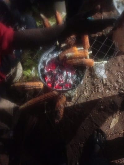 In the dim lighting of Tundun Wada West, Nigeria, an outdoor cooking scene unfolds. A metal grate, likely a makeshift grill, hovers over glowing red coals, casting a warm, inviting light. Several ears of corn, some still in their husks and others partially shucked, are arranged on the grate, suggesting they are being roasted over the open fire. The ground beneath is a mix of dirt and scattered leaves, indicative of an unpaved area. In the background, glimpses of greenery suggest a natural or semi-natural environment. The presence of human hands, partially visible, indicates active participation in the cooking process. The overall atmosphere is one of communal gathering and traditional food preparation.