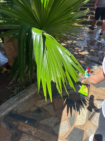 A person's arm is visible on the right side of the image, holding a colorful bag of snacks with a bright green package. The arm and hand are tanned and appear to be reaching towards a large, vibrant green palm frond that is damaged with several torn sections. The palm frond is positioned in the foreground and partially obscures a stone pathway with an irregular pattern of earth-toned and dark gray stones. In the background, several legs and feet are visible, suggesting other people are present and walking on the pathway. The lighting indicates it is daytime, with distinct shadows cast by the palm frond and the people on the pathway. The overall scene suggests an outdoor setting, possibly a park or garden area. There is no information to confirm the location in Ia Hru, Vietnam.