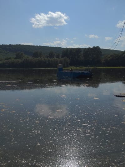 A wide shot captures a calm, reflective body of water, likely a river, under a bright, partly cloudy sky. The water's surface is disturbed by patches of foam and what appears to be debris, creating a textured, shimmering effect. In the middle ground, a small, blue, flat-bottomed boat is moored, featuring a simple, enclosed structure on its deck. A person is visible standing near the stern of the boat. The background is dominated by a dense, dark green forest that covers a rolling hillside. The overall scene suggests a tranquil, natural setting.