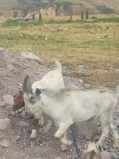 In Jardy-Su, Kyrgyzstan, two goats are visible on a rocky terrain with sparse dry vegetation. One goat, primarily white with brown markings on its legs, stands in the foreground, facing left and slightly towards the camera. It has a prominent curved horn and appears to be wearing a blue rope around its neck. Behind it, partially obscured, is a second goat, mostly brown, with its head lowered as if grazing or eating. In the background, a silver SUV is parked on a grassy hill, surrounded by trees and power lines. Further in the distance, rolling hills with dry grass and a few scattered bushes complete the landscape. A few chickens are also present in the background.