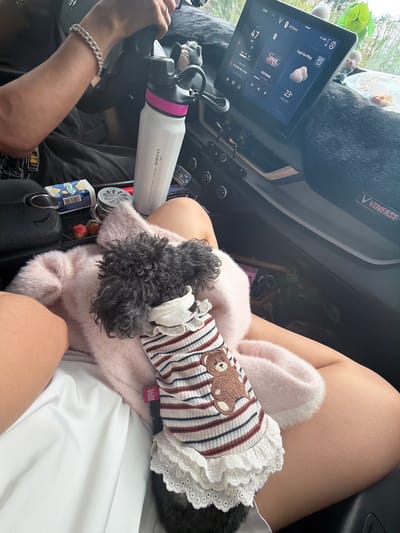 Inside a VinFast car, a person is seated in the passenger seat with a small, dark-haired dog resting on their lap. The dog, possibly a poodle, wears a striped outfit with a lace collar and a teddy bear patch on its back, along with a "HIHA PETS S" tag. The passenger's legs are visible, and they wear light-colored attire. Another person's arm, adorned with a silver-colored bracelet, is visible on the left, holding a steering wheel or handle.

The car's interior features a large central display screen, showing "03:06" (likely 3:06 PM), a speed of "47 km/h", and weather information including a cloud icon and "23°C" with the Vietnamese text "mây cụm" (cloudy). The screen also displays "Huyện Kon Plông", indicating the car's location or destination context in Kon Plông District, Kon Tum province, Vietnam, which aligns with the Măng Đen region. Music details, "V H2O Remix", and a safety reminder, "Chú ý thất đây an toàn" (likely "Chú ý thắt dây an toàn" - pay attention to fasten seat belt), are also visible on the screen.

Between the passenger's legs, a white "LA FONTE STAINLESS STEEL WATER BOTTLE" with a pink band is visible, along with a black bag, a box labeled "Kẹo" (candy), and two fresh strawberries. The dashboard is covered with a fuzzy black material, and a "VINFAST" logo is prominent. The scene suggests a relaxed car journey, possibly on a cloudy afternoon in Măng Đen, Vietnam.