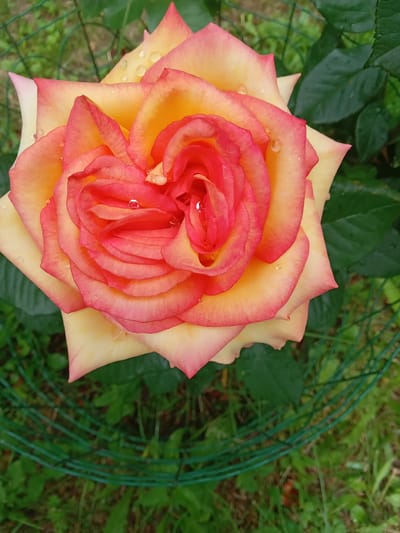 A close-up shot captures a vibrant, multi-colored rose in full bloom, its petals transitioning from a pale yellow at the edges to a deep coral-red at the center. Water droplets glisten on the petals, indicating recent rain or watering. The rose is positioned in the foreground, with blurred green foliage and a section of green wire fencing visible in the background, suggesting an outdoor garden setting. The overall impression is one of natural beauty and freshness. This image was taken in the city of Biloziria, Ukraine.