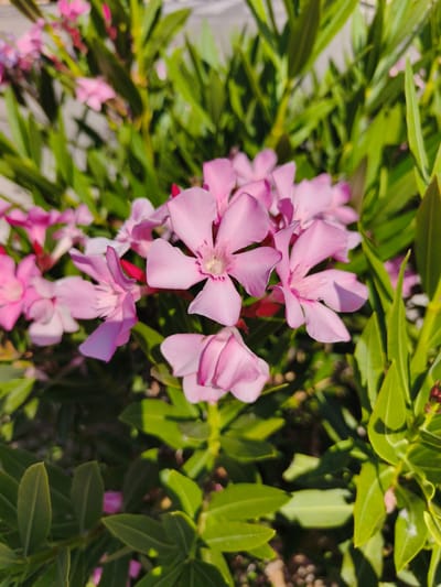 This image is a close-up shot of a cluster of bright pink oleander flowers in bloom, set against a backdrop of lush green leaves. The flowers are multi-petaled and have a delicate appearance, with some petals slightly curled and others fully open. A few darker pink buds are also visible amongst the blossoms. The foliage is dense and appears healthy, with long, lance-shaped leaves. The lighting suggests it is daytime, with sunlight casting dappled shadows on the leaves and highlighting the vibrant colors of the flowers. The scene evokes a feeling of a warm, Mediterranean climate, likely within a garden or natural setting in Dehesa de Campoamor, Spain. There are no people or any signs of human activity depicted in the image.