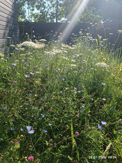 A high-angle, medium shot captures a sun-drenched garden filled with wild flowers and tall green grass. The scene is set against a dark wooden fence and a grey, horizontally paneled shed on the left. Sunbeams cut across the upper right portion of the image, creating a bright, hazy effect. The garden is densely populated with various flowering plants, including white Queen Anne's Lace, small blue chicory flowers, and clusters of pink clover. Some dried seed heads and brown foliage are also visible, interspersed with the vibrant green stems and leaves. The ground is covered in thick grass and other low-lying vegetation. A timestamp in the bottom right corner reads "28.07.2026 08:24". The location is specified as Stavropolskaya, Russia. There are no people or animals present in the frame.