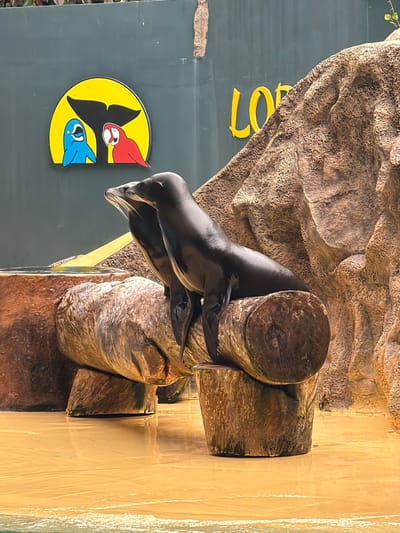Two sea lions are perched on logs in a shallow pool of water, with a rocky backdrop and a painted mural on a dark green wall behind them. The mural features a yellow semi-circle framing a black whale's tail, with a blue cartoon dolphin and a red cartoon parrot on either side. Yellow lettering, possibly part of a word, is visible on the right side of the wall. The sea lions are dark brown and appear to be looking to the right. The environment suggests an outdoor performance area or exhibit, likely at a zoo or marine park. The water reflects the light and the surrounding structures. Given the presence of the sea lions and the marine-themed mural, this scene is consistent with an exhibit at Loro Parque in Puerto de la Cruz, Spain, which is known for its animal shows and attractions.