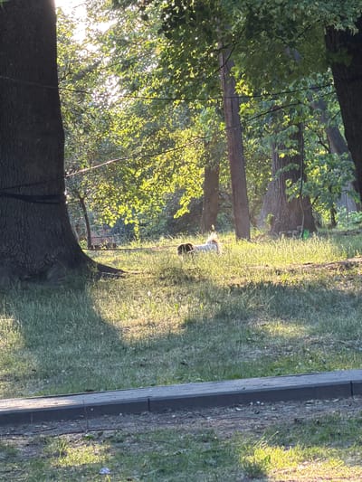 In Kamianka-Buzka, Ukraine, a dappled sunlight illuminates a grassy area bordered by a paved walkway. Two dogs are present, one lying down and partially obscured by the other, which appears to be standing. The scene is set within a park or wooded area, evidenced by the presence of several mature trees with thick trunks, one of which is adorned with a dark band or rope. The ground is covered in green grass and sparse patches of dirt. The sunlight filters through the leaves of the trees, creating bright highlights and shadows across the landscape.
